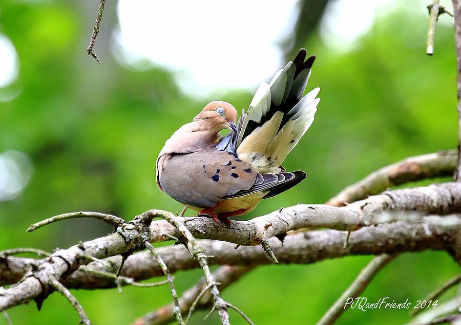 Dove Preen Photograph by PJQandFriends Photography