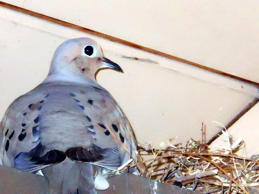 Dove With Nest Photograph by Eric Forster