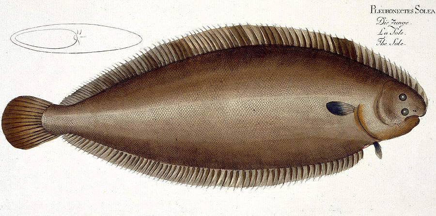 Andreas Ludwig Kruger Painting - Dover Sole by Andreas Ludwig Kruger