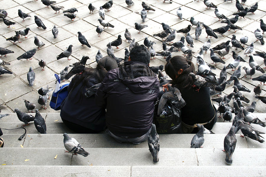 Doves And Family Photograph by Mart Delvalle - Pixels