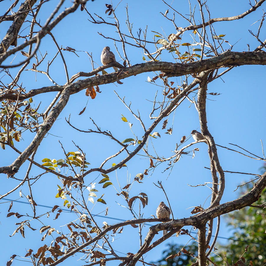 Doves in the Pecan Tree Photograph by Melinda Ledsome