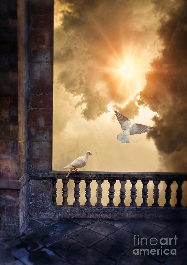 Doves Photograph by Jill Battaglia
