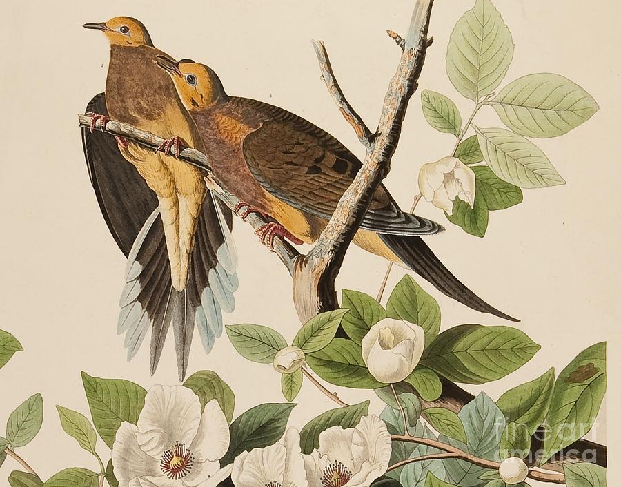 John James Audubon Painting - Doves by Celestial Images