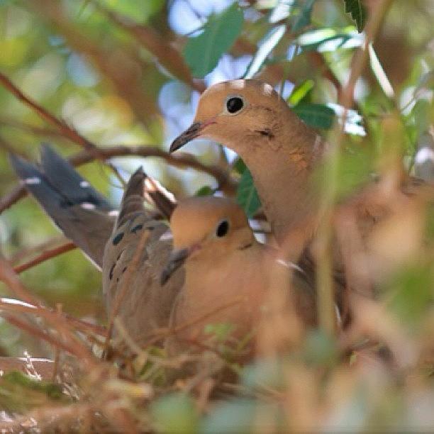 Lovebird Photograph - #doves #lovebirds #lovedoves by Rainey Shafer