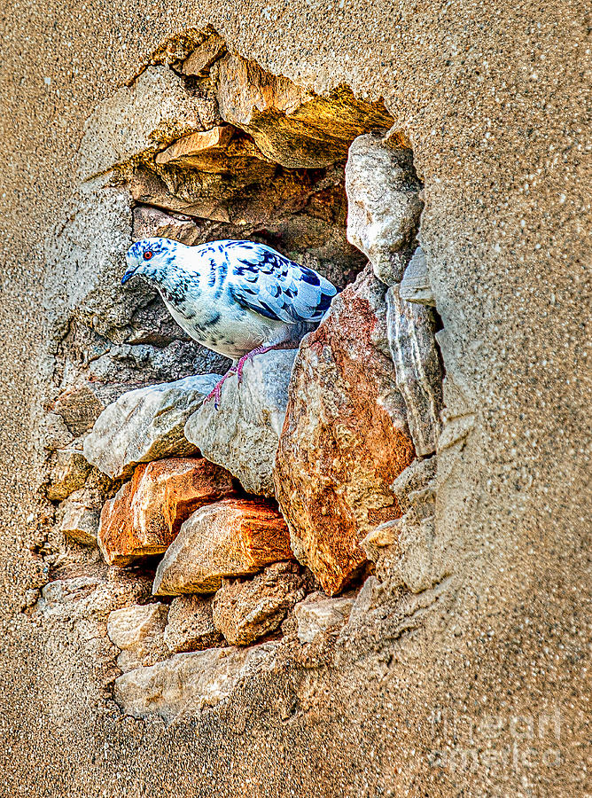Dove's Nest Photograph by Eleni Mac Synodinos