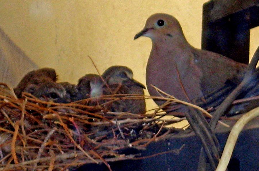 Doves Nesting On Outdoor T.v. Photograph by Jay Milo