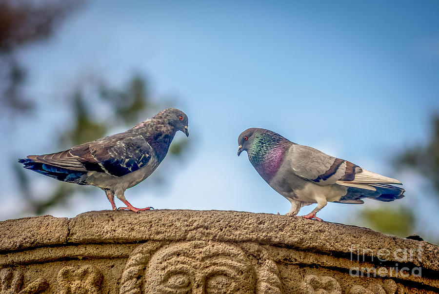 Doves Photograph by Ronald Mendoza