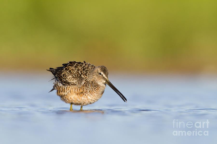 Dowitcher Fluffing Up Photograph by Bryan Keil