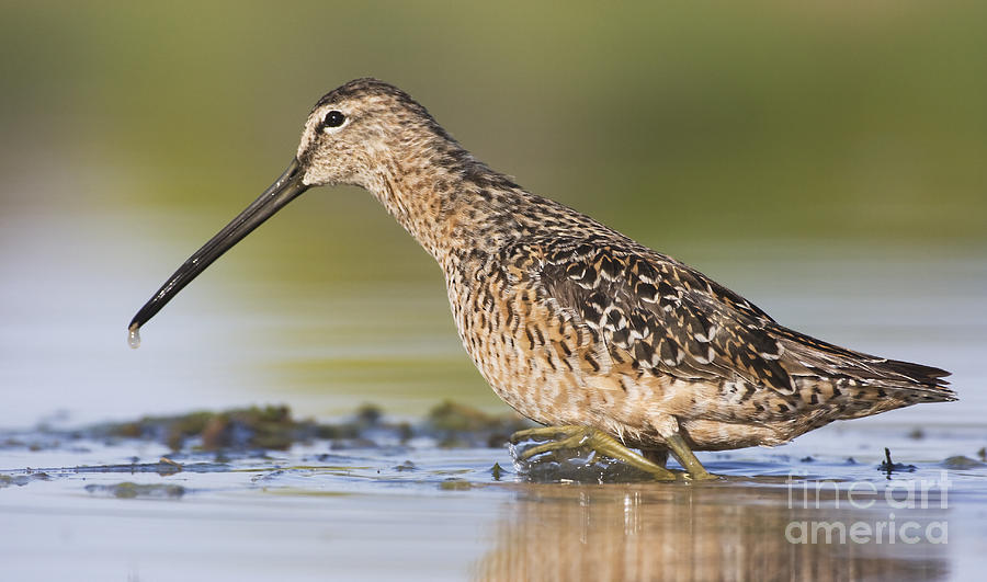 Dowitcher in the water Photograph by Ruth Jolly