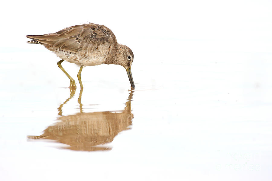 Nature Photograph - Dowitcher on White by Ruth Jolly