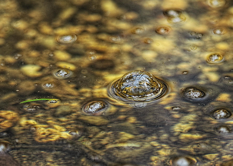 Down By The Bubbling Spring Photograph by Sue Capuano