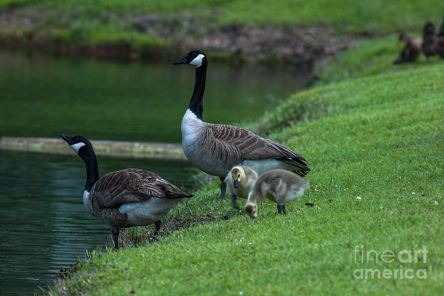Geese Photograph - Down by the River by Dale Powell