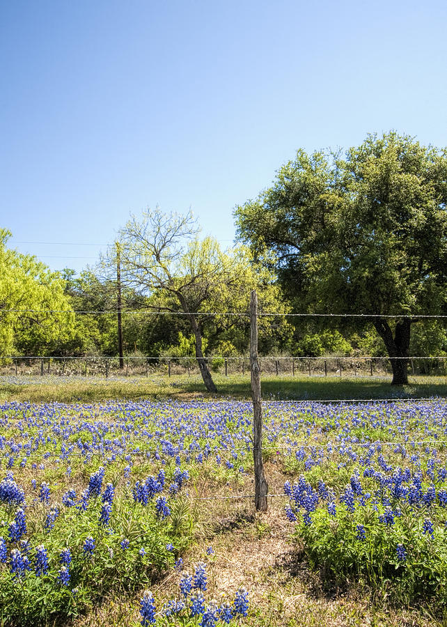 Down Country Bluebonnets Photograph by Kathy Clark