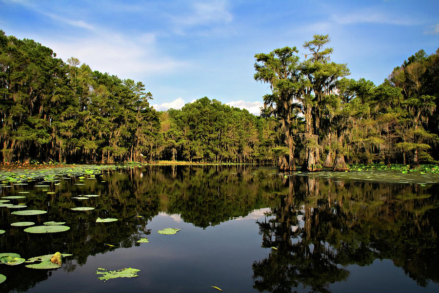Down In The Bayou Photograph by Lana Trussell
