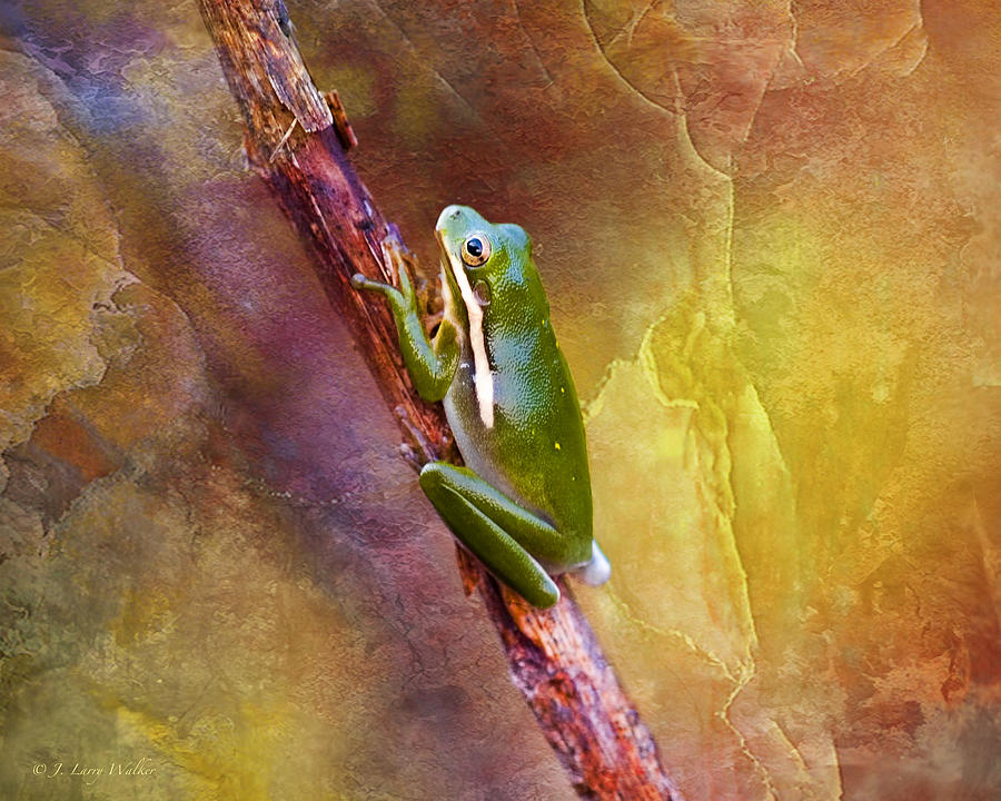 Down In The Swamp Tree Frog Photograph by J Larry Walker