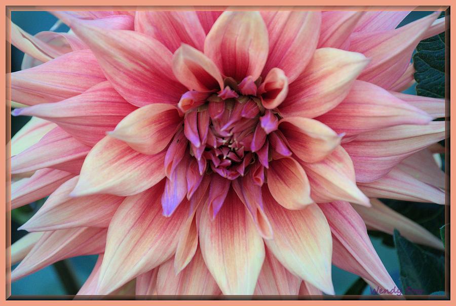 Flowers Still Life Photograph - Down Looking Dahlia by Wendy Fox