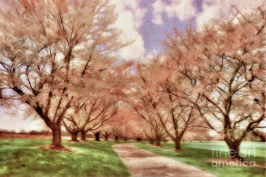 Down The Cherry Lined Lane Photograph by Lois Bryan