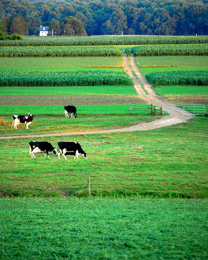 Cow Photograph - Down the Lane by Mary Beth Landis