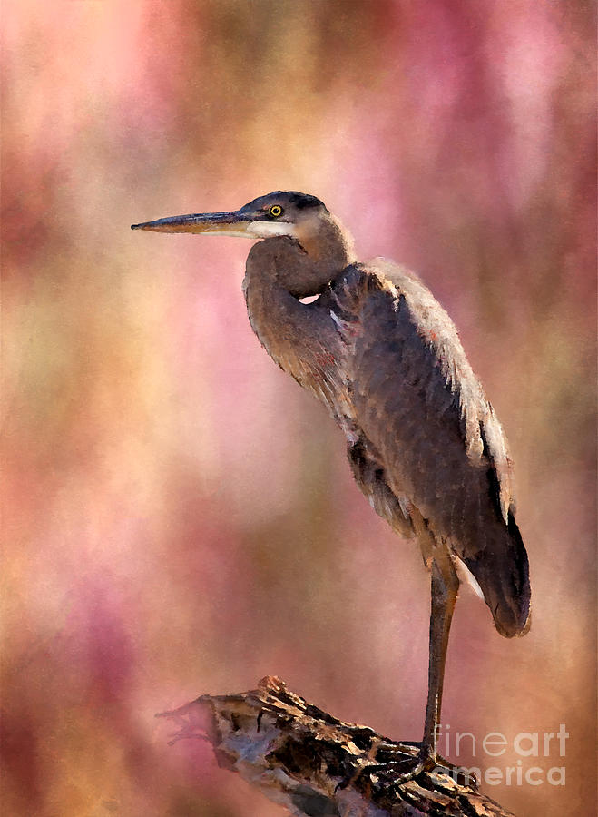 Heron Photograph - Down Time by Betty LaRue