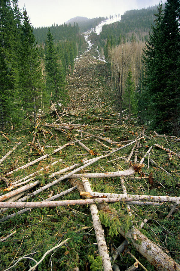 Downed Trees In Avalanche Path, Colorado Photograph by Whit Richardson ...