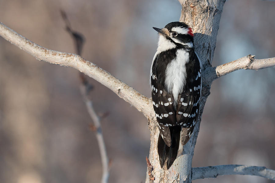 Downey Woodpecker Photograph by Celine Pollard