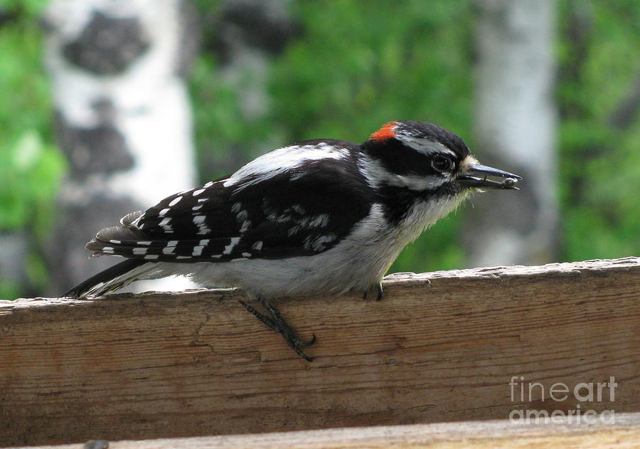 Downey Woodpecker Sitting Photograph by Leone Lund