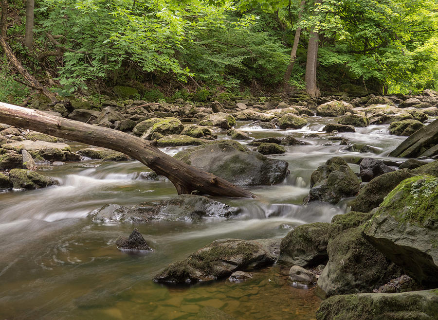 Tree Photograph - Downstream by Cindy Haggerty