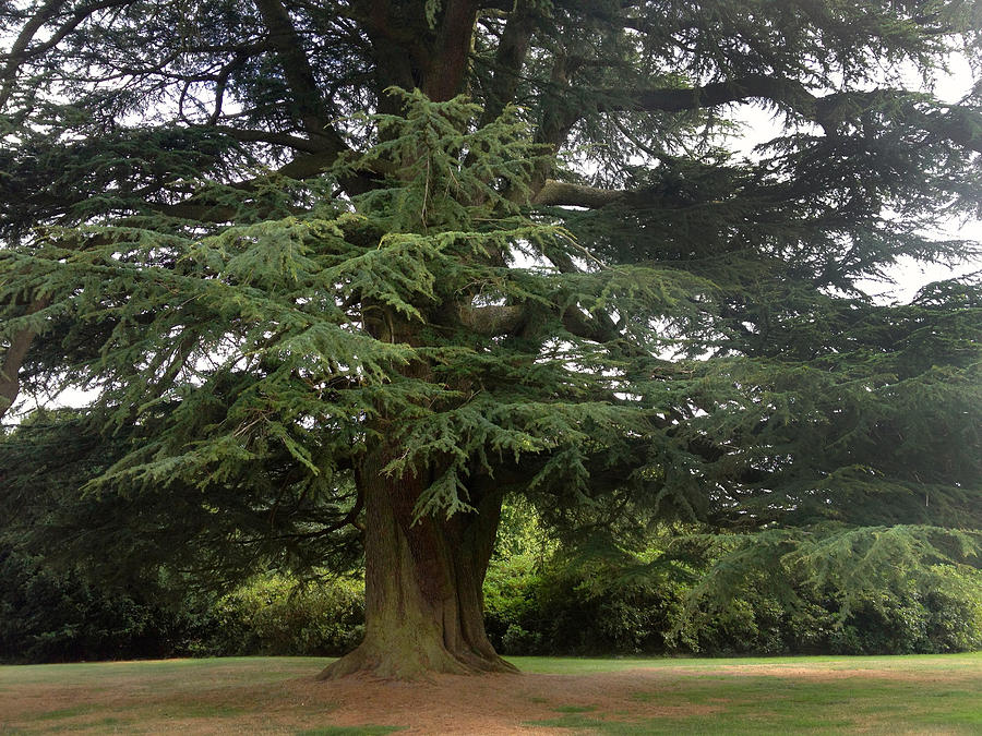 Downton Abbey Cedar Tree Photograph by Jan Cipolla