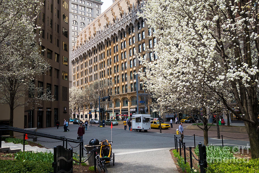 Pittsburgh Photograph - Downtown Pittsburgh in the Spring by Amy Cicconi