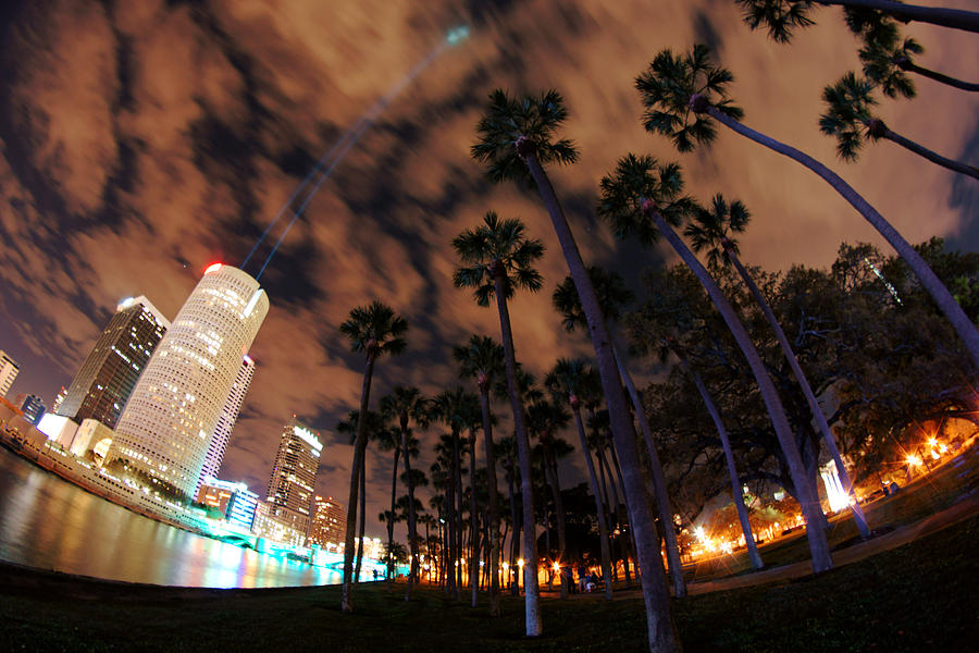 Downtown Tampa and Plant Park Palms Photograph by Daniel Woodrum
