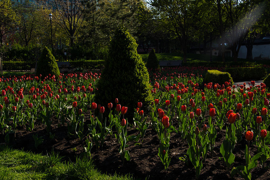 Downtown Victorian Garden - Red Tulips and Sunshine Photograph by Georgia Mizuleva