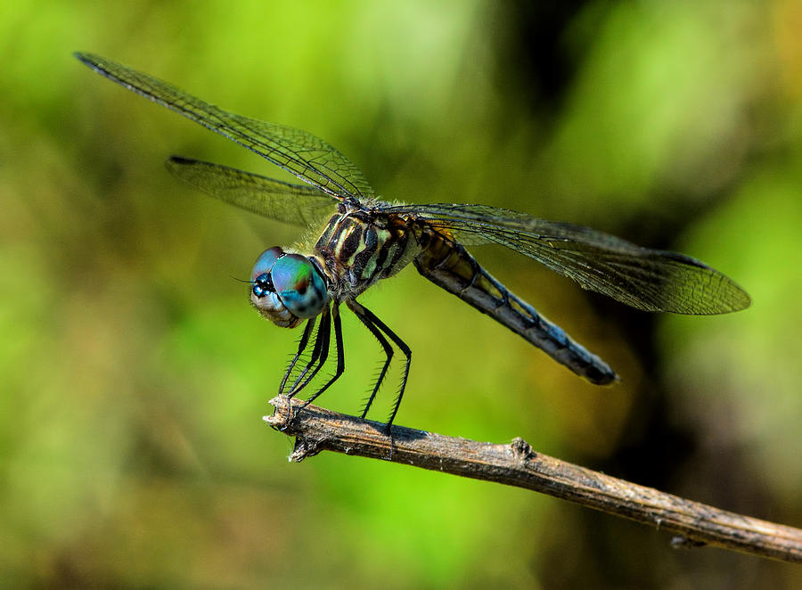 Downward Dog Dragonfly Photograph by Karl Barth | Fine Art America