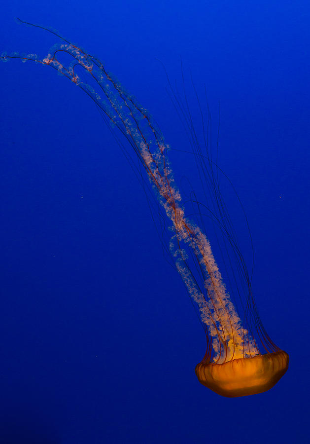 Downward Facing Pacific Sea Nettle 1 Photograph by Scott Campbell