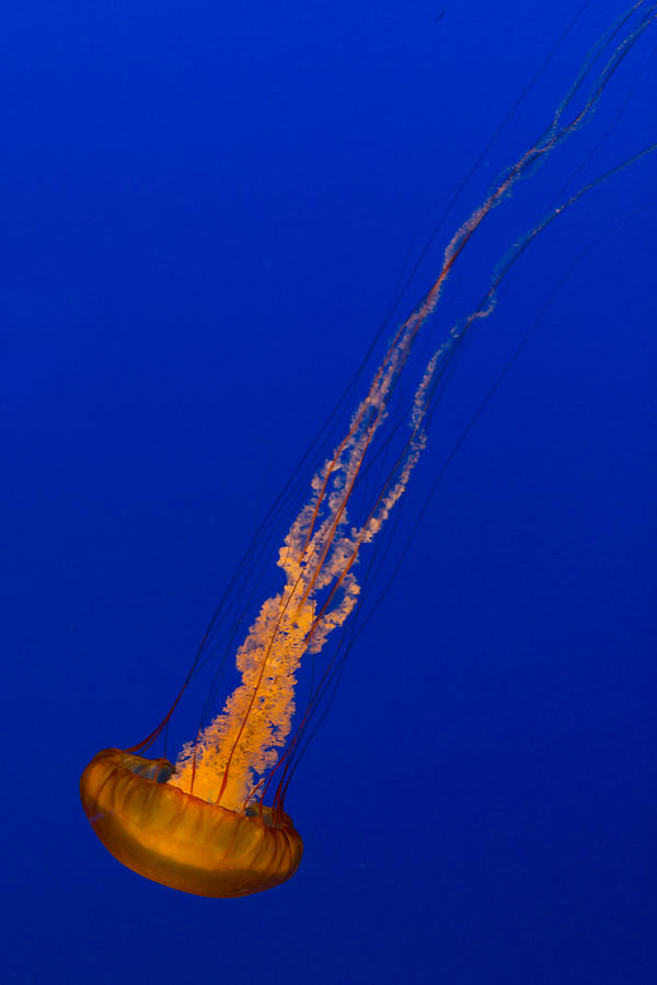 Fish Photograph - Downward Facing Pacific Sea Nettle 2 by Scott Campbell