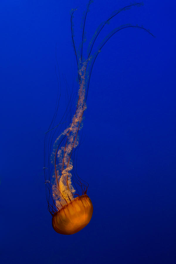 Downward Facing Pacific Sea Nettle 3 Photograph by Scott Campbell