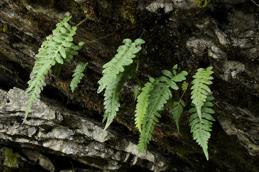 Downward Growing Ferns, Idaho Photograph by Theodore Clutter