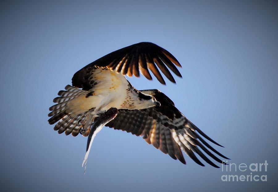 Osprey Photograph - Downward Thrust by Quinn Sedam