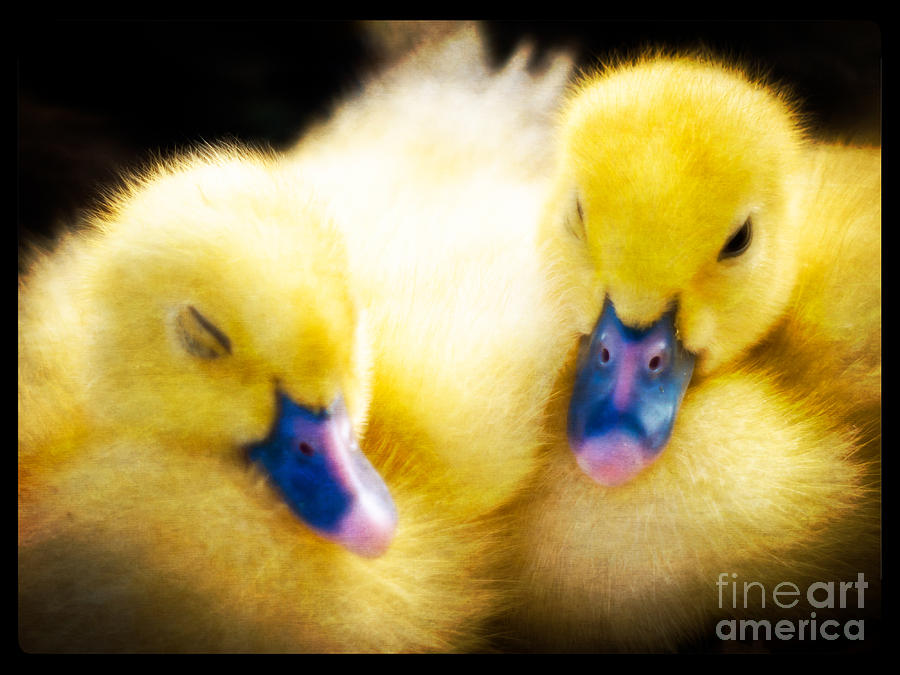 Duck Photograph - Downy Ducklings by Edward Fielding