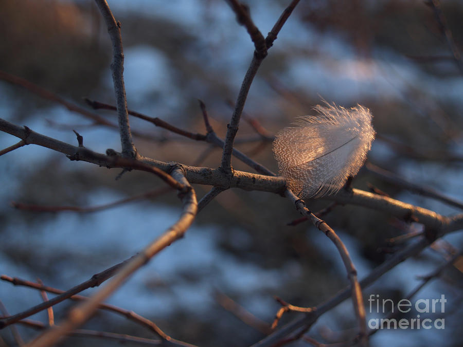 Winter Photograph - Downy Feather Backlit on Wintry Branch at Twilight by Anna Lisa Yoder