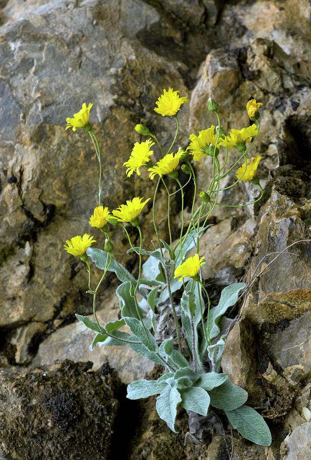 Nature Photograph - Downy Hawkweed (hieracium Lawsonii) by Bob Gibbons