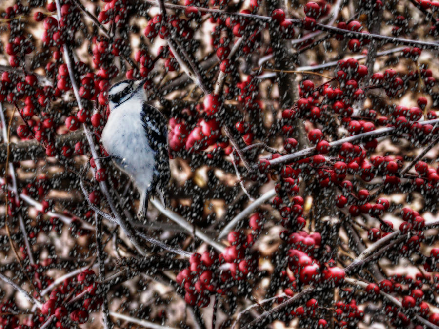 Woodpecker Photograph - Downy in the Berries by Shelley Neff