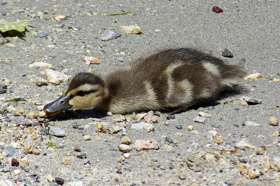 Downy Mallard Duckling - Its a Stretch Photograph by Kenny Bosak