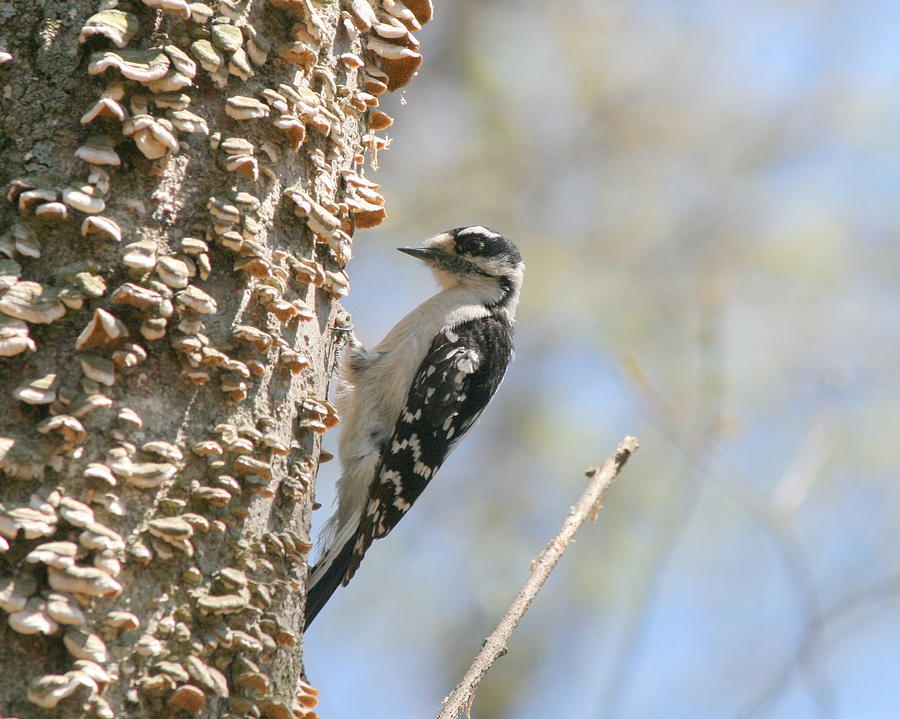 Woodpecker Photograph - Downy Pause by Neal Eslinger