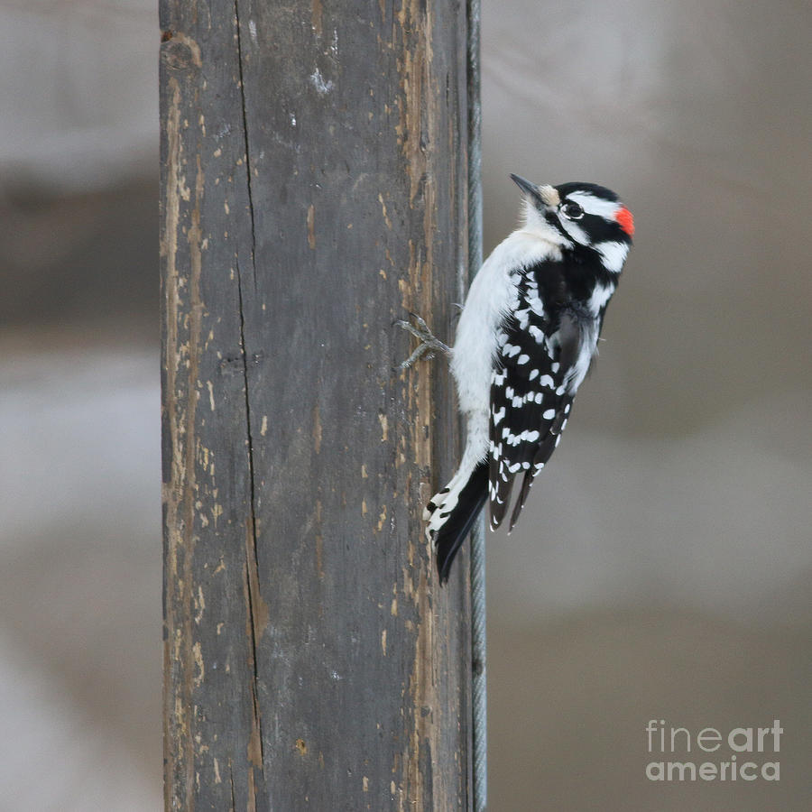 Bird Photograph - Downy Woodpecker 0881 by Jack Schultz