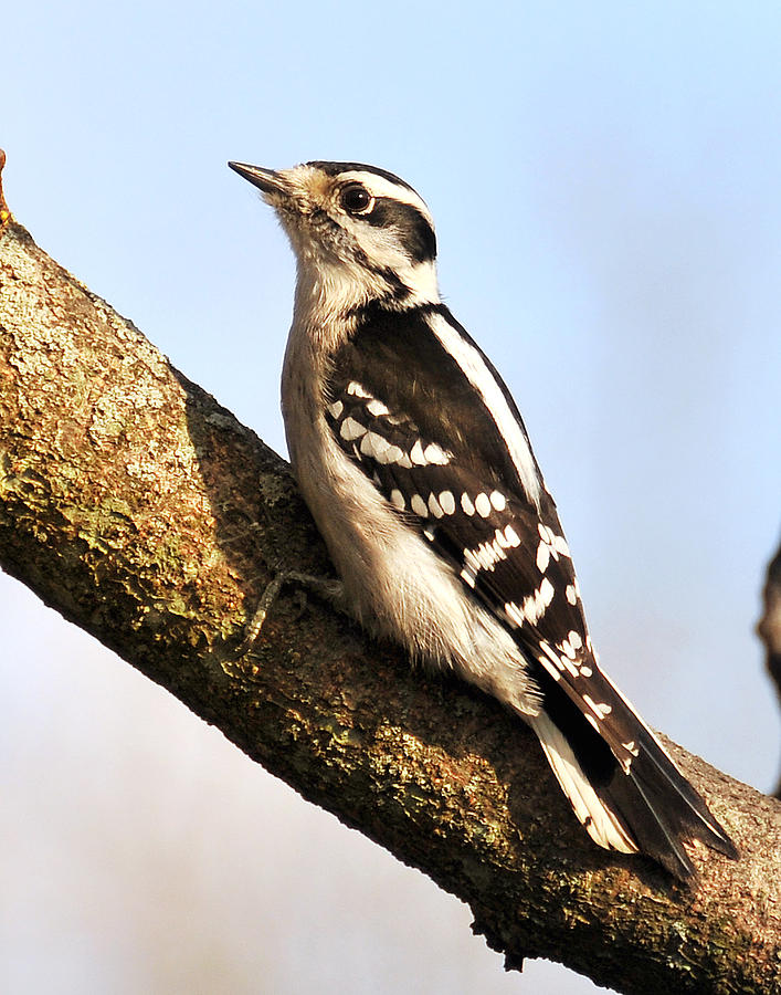 Downy Woodpecker 101 Photograph by Gene Tatroe