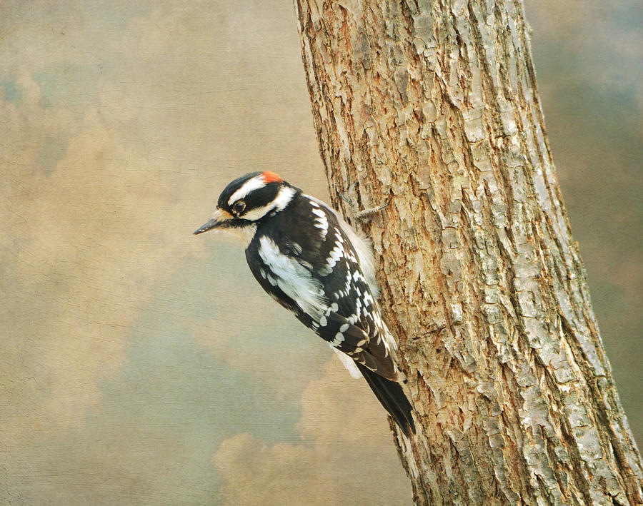 Woodpecker Photograph - Downy Woodpecker 2 by Deena Stoddard