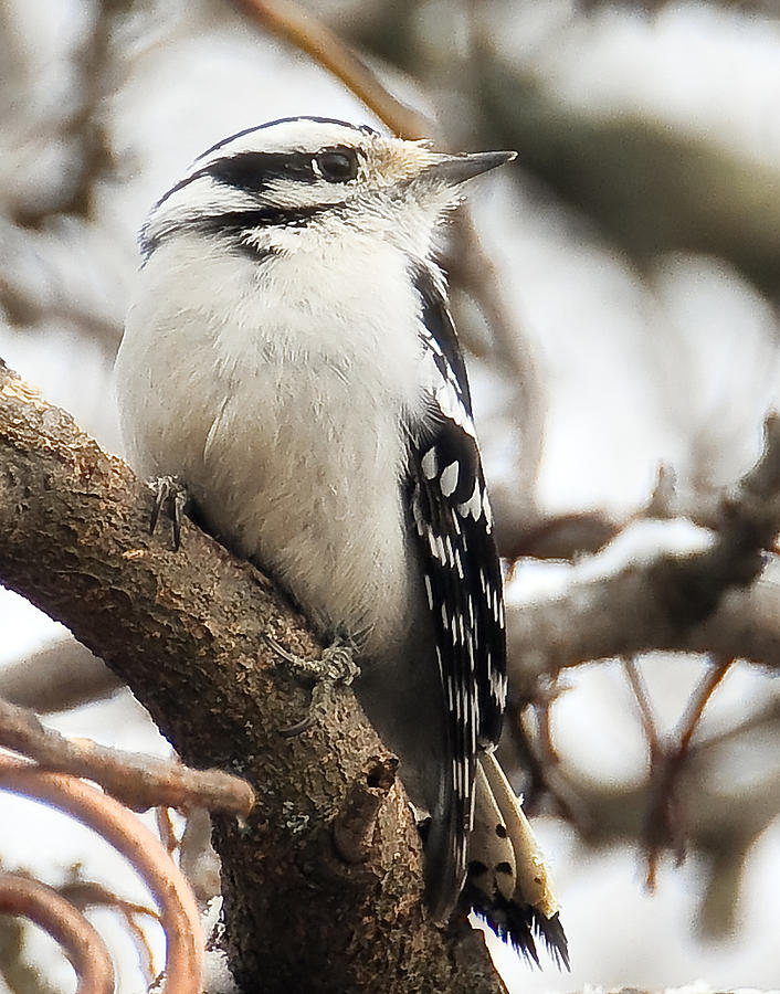Downy Woodpecker 26 Photograph by Gene Tatroe