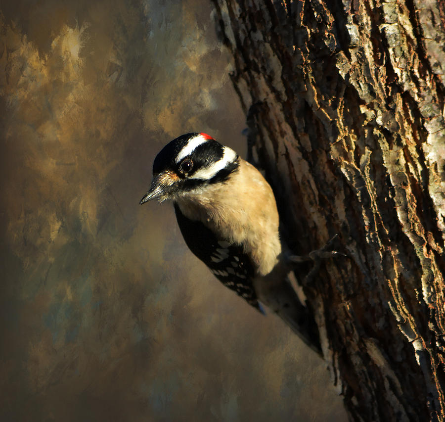 Downy Woodpecker 3 Photograph by Deena Stoddard
