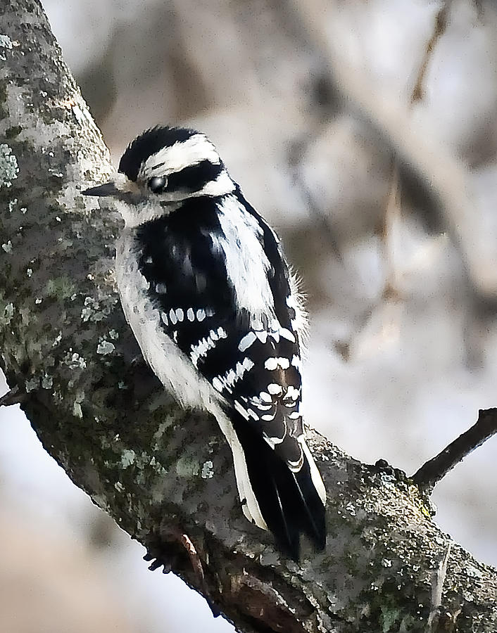 Downy Woodpecker 383 Photograph by Gene Tatroe