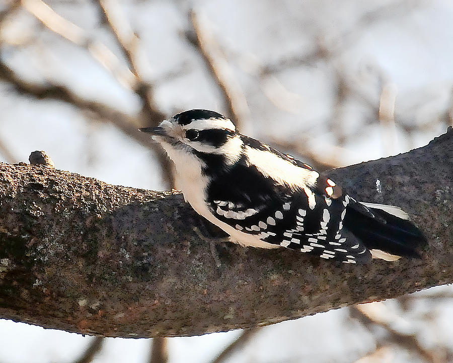 Downy Woodpecker 454 Photograph by Gene Tatroe